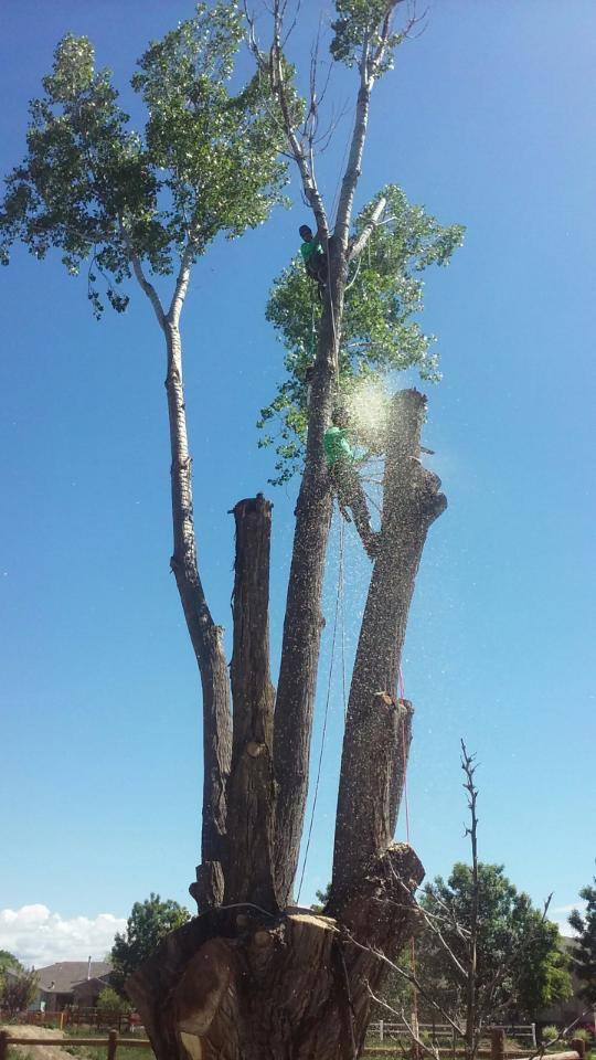 Cottonwood Tree trimming in Grand Junction, Colorado