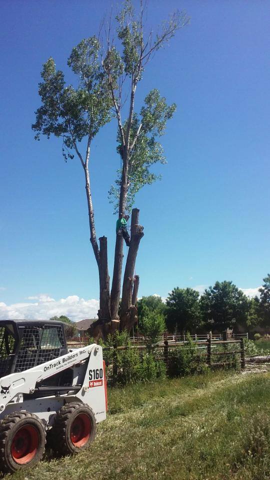 Cottonwood Tree Removal in Grand Junction, Colorado