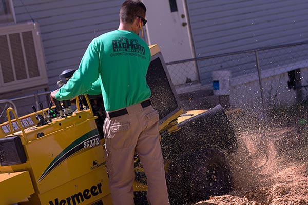 Stump Removal Grand Junction