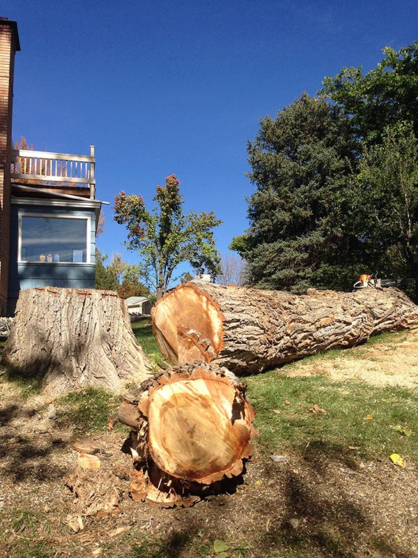 Tree Removal Grand Junction